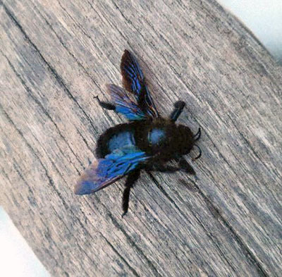 Friedliches holzbewohnendes Insekt – die Blaue Holzbiene